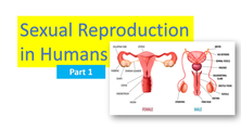 Sexual Reproduction in Humans - Part 1